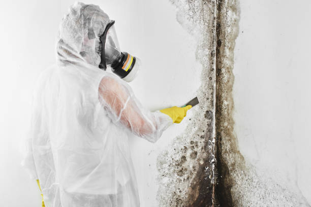 Best Home Mold Removal  in Mustang, OK