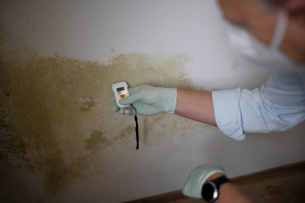 Mold Removal and Inspection in Mustang, OK