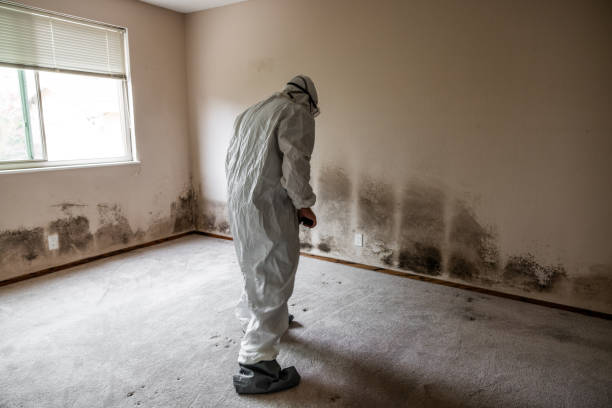 Best Office Mold Removal Services  in Mustang, OK